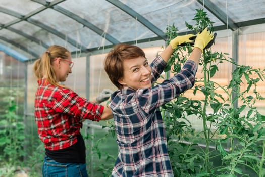 Young smiling agriculture women worker in greenhouse working, fixation tomatoes in greenhouse. Garden work and spring season