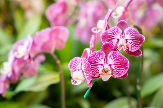The Beautiful pink blooming orchid flowers in macro.