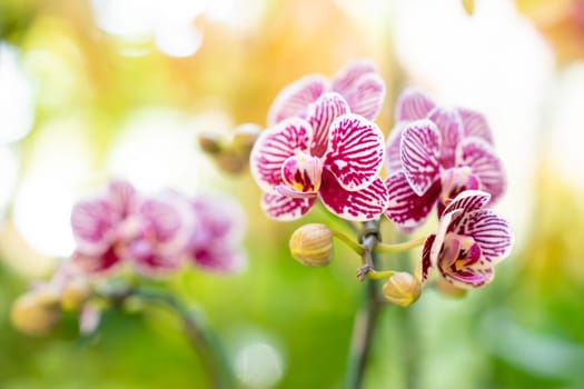 The Beautiful pink orchid flower, blurred background with sunlight.