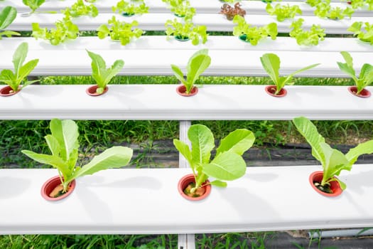 The Nature Fresh lettuce in Organic hydroponic vegetable cultivation farm