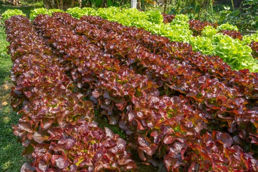 The Red oak salad in Hydroponics vegetable garden.