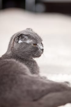 Beautiful striped gray cat. A domestic cat is lying on the sofa.