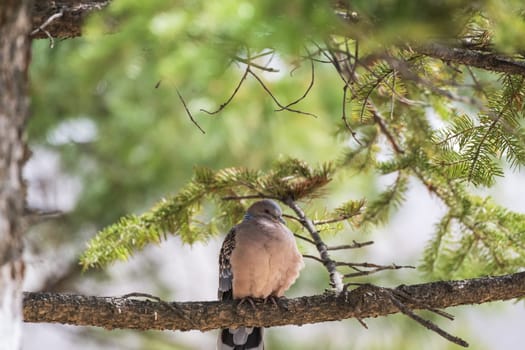 a pigeon sits on a tree branch in the forest
