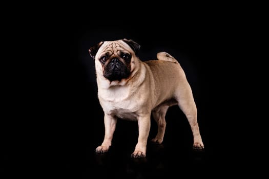 Close-up of a pug dog standing against a black isolated background