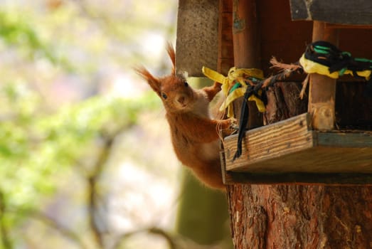 Low angle shot of a squirrel climbing around a wooden bird house on a tree
