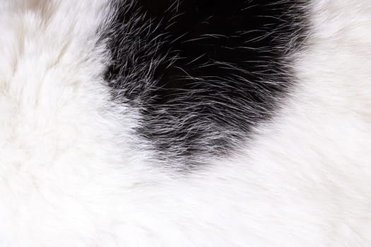 The texture of white fur of animal with black spot