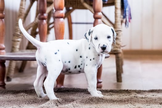 small beautiful dalmatian puppy posing. Animal lifestyle, Concept of breed, vet, animal care. Pet looks calm, healthy and cute. spotted dalmatian dog portrait