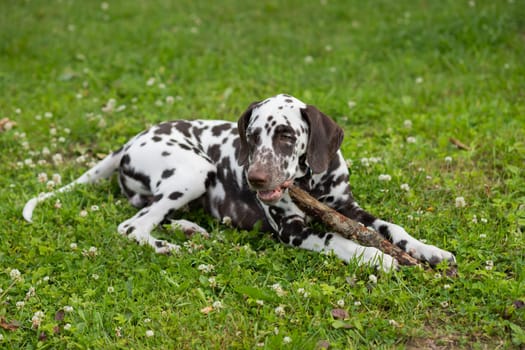 A closeup of a Brown dalmatian puppy biting stick on green grass. A dog on grass playing with and chewing a stick.Dog breed lying on the lawn biting a stick