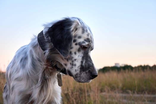 Portrait of an English setter on a background of nature