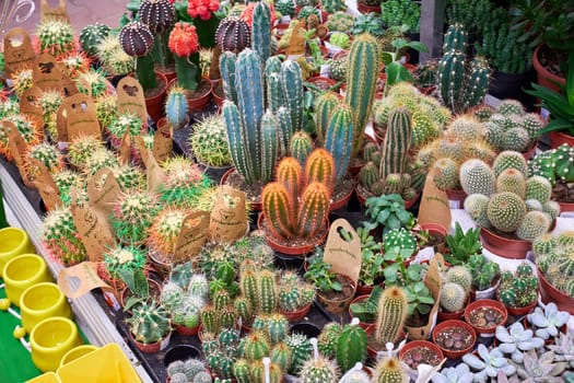 Variety of beautiful decorative cacti in a pot in a store