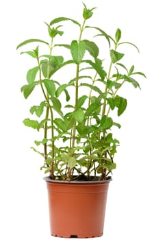 Growing bush of mint in a plastic pot on a white background