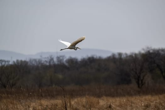 A great egret in flight over a marshland