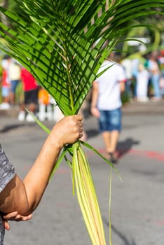 Catholics are picking up palm branches for the Palm Sunday procession 