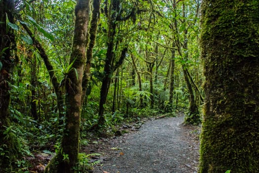 Close up in the rainforest of Costa Rica