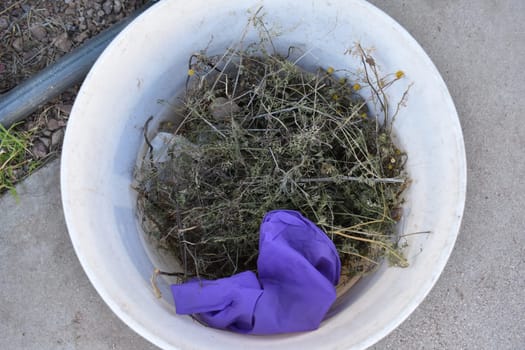 Bucket Full of Pulled Weeds and Used Latex Glove