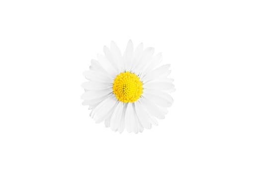 One white daisy flower isolated on white background.