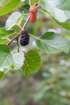 Branch of mulberry tree with ripe and unripe berries.