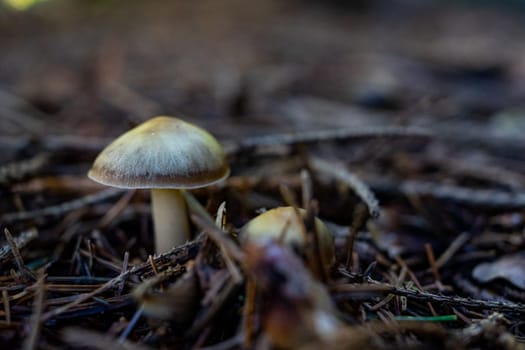 Two mushrooms close-up. Selective focus on blurred background