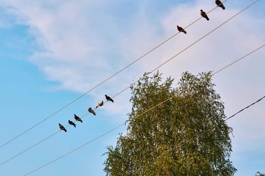 Wild pigeons sitting on electric wires, blue sky and tree