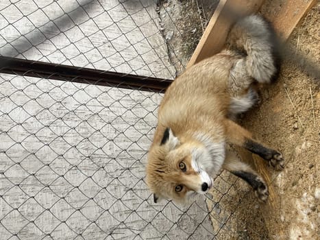 a fox in a cage. a domestic fox is sitting in an outdoor enclosure