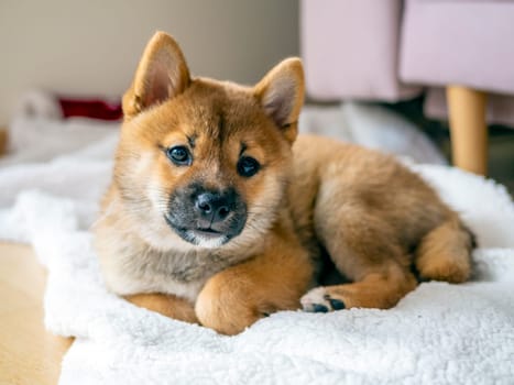 Portrait of cute Shiba Inu small dog puppy. Dogecoin. Red-haired Japanese dog smile portrait. Illuminating color, cryptocurrency, electronic money