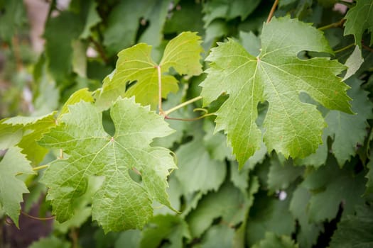Grape bush and leaves in the garden.