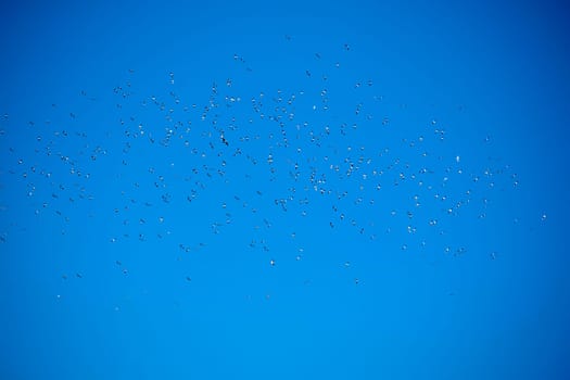 Flock of seagulls in blue sky
