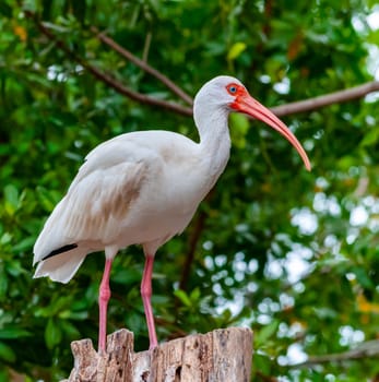 American white ibis (Eudocimus albus),  a bird with a red beak sits on a tree, Florida