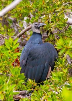 A fledged, young Black Vulture (Coragyps atratus). Birds of the USA