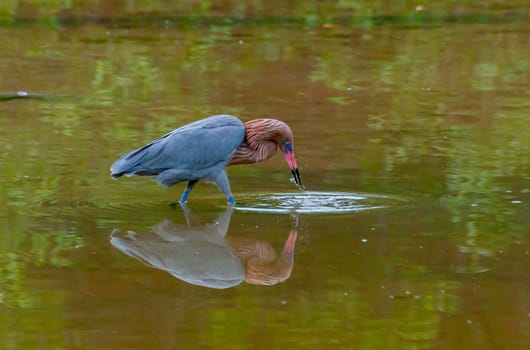 Blue Heron (Egretta caerulea) in a central Florida pond. Florida