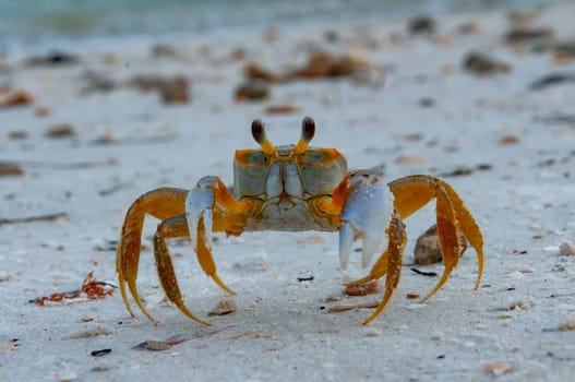 Atlantic ghost crab (Ocypode quadrata) at the ocean beach, Florida USA