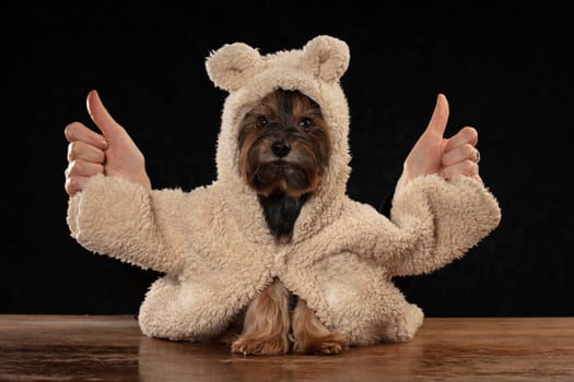 Yorkshire terrier in a beautiful fur coat shows class with human fingers.