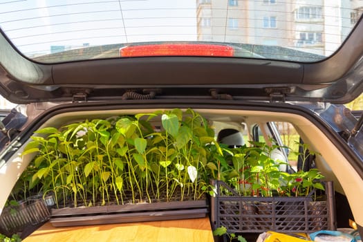 Seedlings of tomatoes and peppers in pots are loaded into the trunk of the car