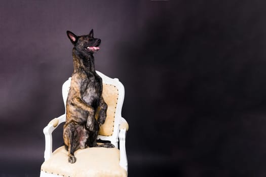 Dutch shepherd dog sitting in the chair in a studio