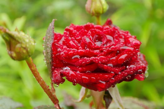 Beautiful red rose with waterdrops. Selective focus