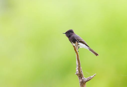 Black Phoebe perched on a dead tree
