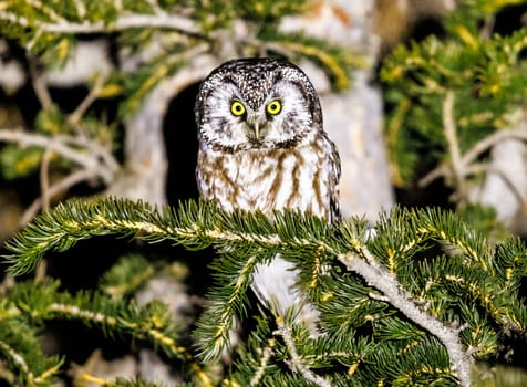 A beautiful Boreal Owl perched on a pine tree