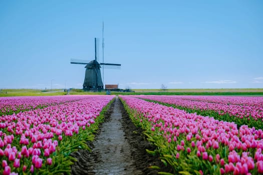 Tulip field in The Netherlands, colorful tulip fields with a wooden windmill
