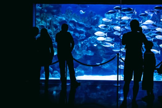 silhouette people in great aquarium zoo with fish