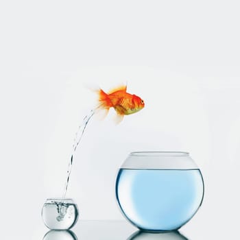 Gold fish jumping to big fishbowl