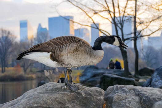 The Canada goose (Branta canadensis), birds rest in the lake in Manhattan Park, New York
