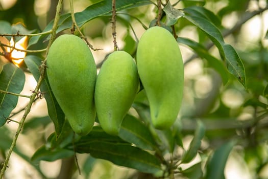close up raw green mango hanging on the tree, Green mango fruit is growing on a tree, A branch with green mangoes