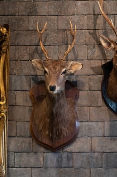 Head deer mount on the wall, 2 head, deer antlers attached to the wall