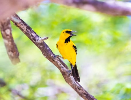 A Yellow Oriole perched on a tree