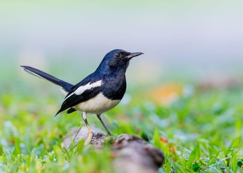 Oriental Magpie Robin perched on a tree root