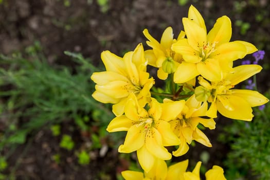 Yellow asiatic hybrid lilies. Bouquet of fresh flowers growing in summer garden.Blooming flowers. Summer sunny day.Lilies bloom in the garden.