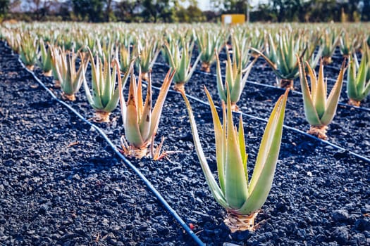 Plantation of medicinal aloe vera plant in the Canary Islands. Aloe Vera in farm garden in desert Furteventura. Growing Aloe vera in fertile volcanic soil, Fuerteventura Island, Spain.
