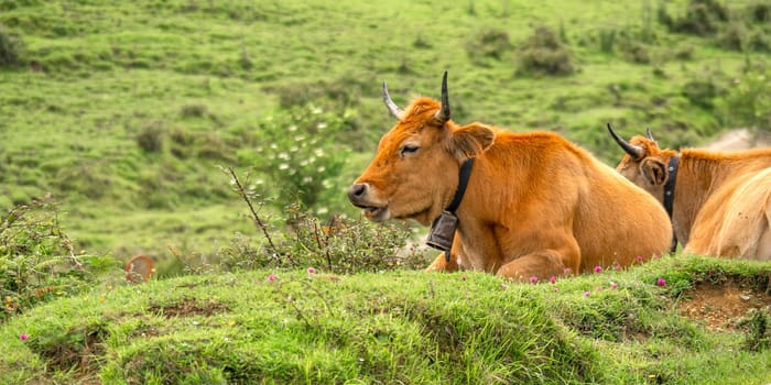Casina Cow, Protected Landscape of Sierra de Cuera, Spain