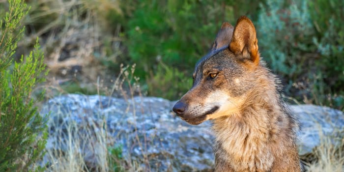 Iberian Wolf, Zamora, Spain