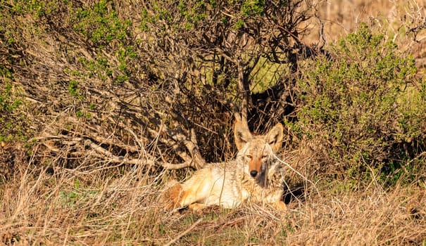 Wild coyote rests in sun amid dry grass